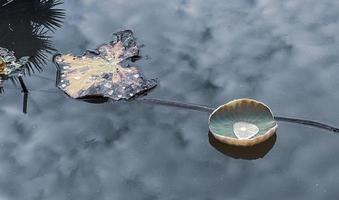 natural morning dew on lotus leaf photo