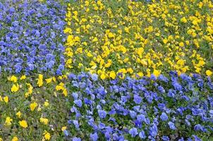 hermosos pensamientos florecientes violetas y amarillos en el jardín de primavera foto