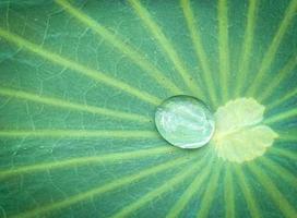 natural morning dew on lotus leaf photo