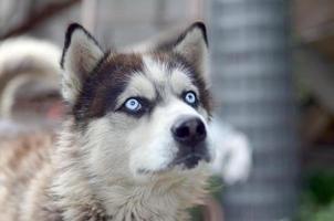 Arctic Malamute with blue eyes muzzle portrait close up. This is a fairly large dog native type photo