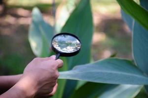 a small black magnifying glasses holding in hands and were used during the summer camp to study microorganisms in plants and plants diseases. photo