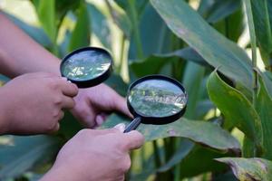 Two small black magnifying glasses holding in hands and were used during the summer camp to study microorganisms in plants and plants diseases. photo