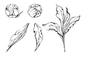 Set of hand drawn vector elements with peony flowers, buds and leaves. Isolated on white background. Design for invitations, wedding or greeting cards, wallpaper, print, textile