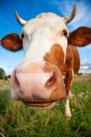 a funny cow with a big head photo