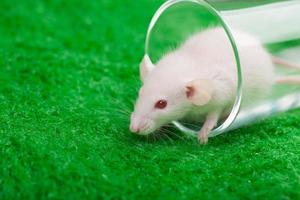 white mouse in transparent glass on a green grass background photo