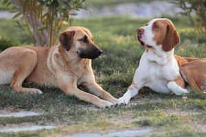 verdadera amistad y comunicación de perros callejeros, ayuda y apoyo mutuo. foto