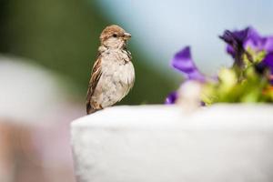 beautiful sparrow on a colored background photo