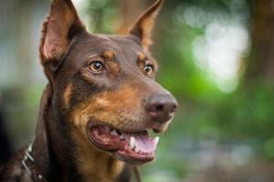 beautiful portrait dog breed doberman photo