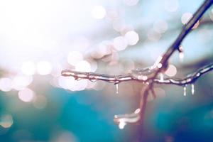 Beautiful winter photo with branches covered with ice