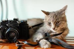 a beautiful intelligent cat lies with a film camera around its neck.