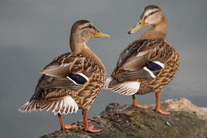 wild duck swims in the lake photo