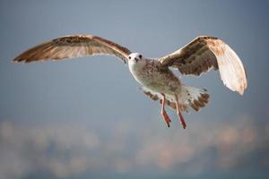 envergadura de gaviota volar en el cielo foto