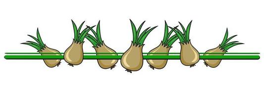 Horizontal border, edge, ripe vegetables, golden onion, vector illustration in cartoon style on a white background