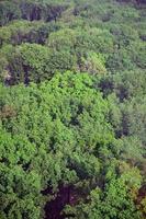 Top view of the many green trees in the park in summer photo