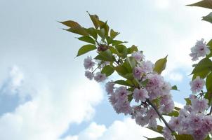 Pastel pink cherry sakura in Japan in blossoming season photo