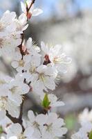 Pink Apple Tree Blossoms with white flowers on blue sky background photo