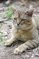 retrato de bozal triste de un gato atigrado de rayas grises con ojos verdes, enfoque selectivo foto