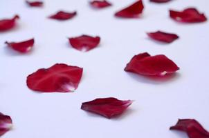 Dark red rose petals on pastel lilac background. Valentine's day backdrop photo