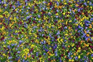 Multicolor pansy flowers or pansies close up as background or card photo