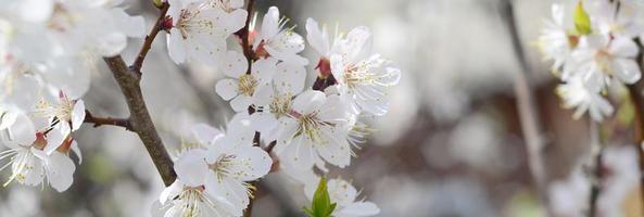 Pink Apple Tree Blossoms with white flowers on blue sky background photo