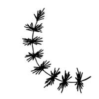 Hand drawn spruce branch clipart. Twig of coniferous tree doodle. Christmas and winter design element vector