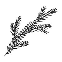 Hand drawn spruce branch clipart. Twig of coniferous tree doodle. Christmas and winter design element vector