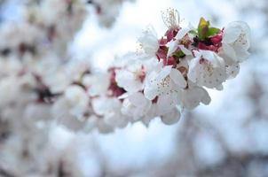 Pink Apple Tree Blossoms with white flowers on blue sky background photo