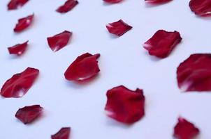 pétalos de rosa de color rojo oscuro sobre fondo lila pastel. telón de fondo del día de san valentín foto