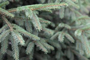 Branches of Blue or prickly spruce Picea pungens close up outdoors photo