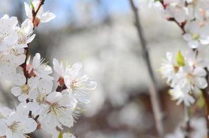 Pink Apple Tree Blossoms with white flowers on blue sky background photo