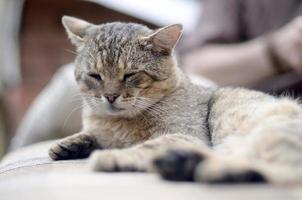 Close up of a sad and lazy tabby cat napping on the couch outdoors in evening photo