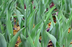 muchos tallos verdes de tulipanes rojos crecen en un macizo de flores foto