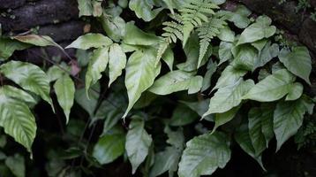 Tropical plants with abstract patterns for the background. Flower arrangements are stuck in the wall for a natural background. photo