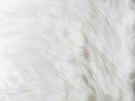 White Fur Stock Photos, Images and Backgrounds for Free Download