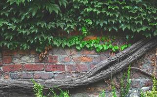 composition brick wall covered in green ivy trunk of dry wood photo