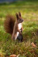 beautiful squirrel in the park on a tree photo