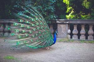Peacock male peacock displaying his tail feathers photo