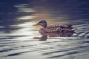 wild duck swims in the lake photo