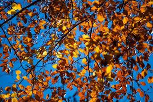 hojas de otoño amarillas en un árbol