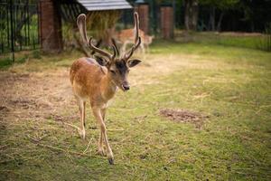 beautiful little deer with horns photo