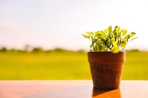 Potted plants placed on wooden floor with blurred background of spring meadow. Blurred focus. photo