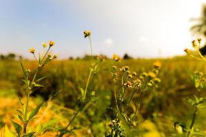 Flowers with blurred background of sky and rice fields in warm spring, out of focus. photo