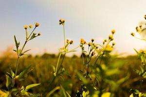 Potted plants placed on wooden floor with blurred background of spring meadow. Blurred focus photo