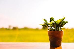 Potted plants placed on wooden floor with blurred background of spring meadow. Blurred focus. photo