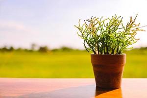 Potted plants placed on wooden floor with blurred background of spring meadow. Blurred focus. photo