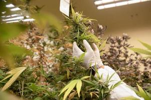 los científicos que usan máscaras, gafas y guantes inspeccionan las plantas de marihuana en un invernadero. industria farmacéutica de aceite de cbd de tratamiento alternativo a base de hierbas foto