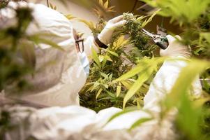 Scientists wearing masks, goggles and gloves inspect marijuana plants in a greenhouse. herbal alternative treatment cbd oil pharmaceutical industry photo