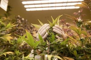 los científicos que usan máscaras, gafas y guantes inspeccionan las plantas de marihuana en un invernadero. industria farmacéutica de aceite de cbd de tratamiento alternativo a base de hierbas foto