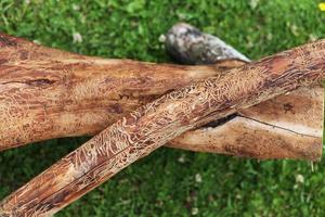 wooden log damaged by bark beerle . felled tree photo