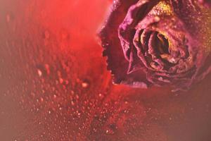 rosa roja seca con gotas de agua sobre un fondo rojo. tarjeta con flor y bokeh foto